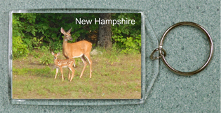 Doe and Fawn